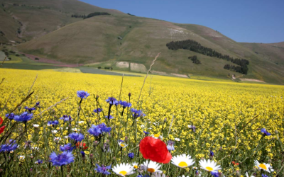 fioritura-castelluccio-di-norcia