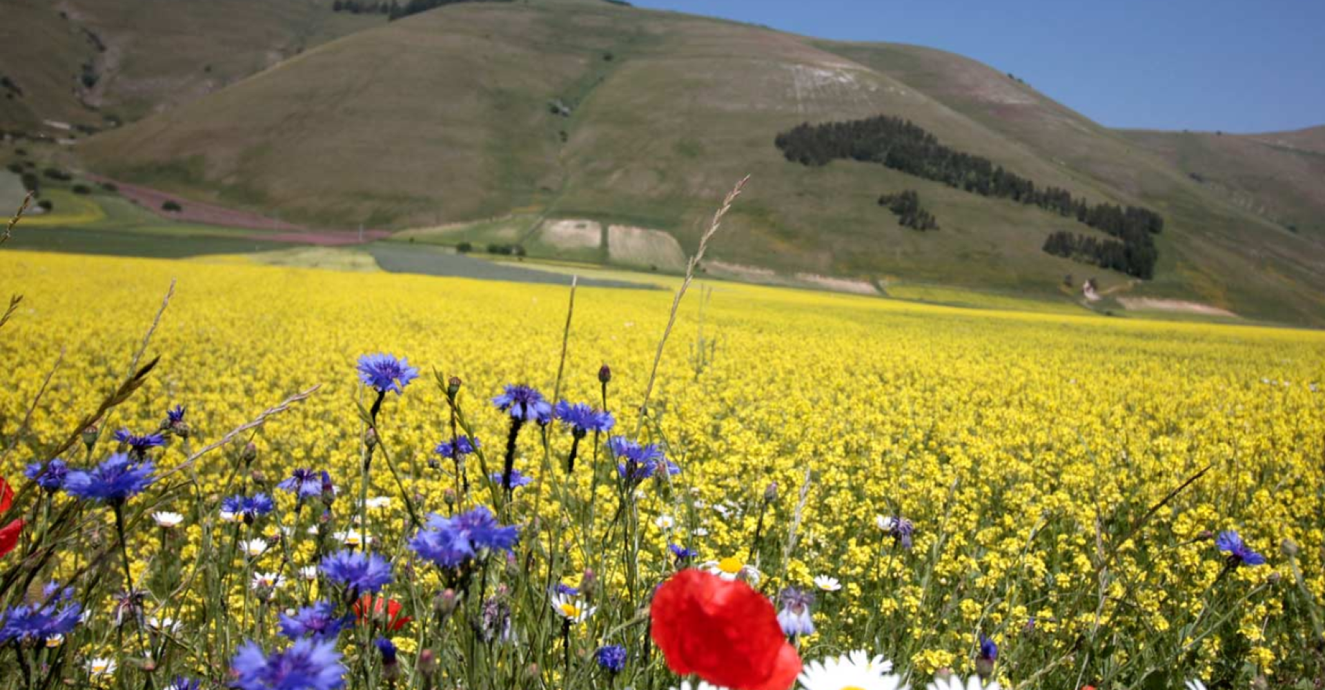 fioritura-castelluccio-di-norcia