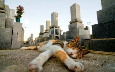 isole-gatti-giappone-guida-tashirojima-aoshima