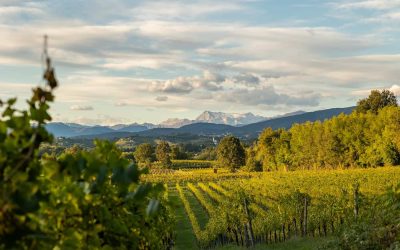 Vigneti in Friuli Venezia Giulia