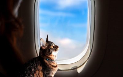 shutterstock_2291523699-2