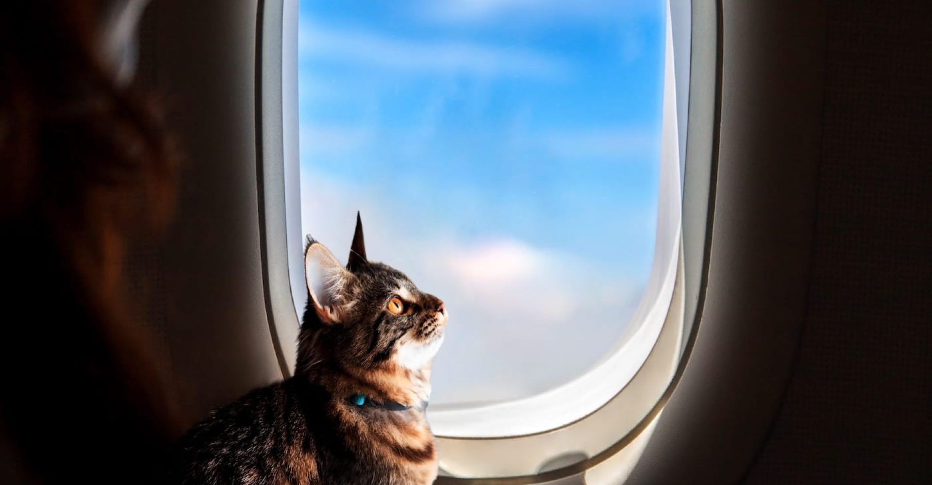 shutterstock_2291523699-2