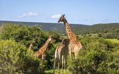 shutterstock_2464204847 (SHAMWARI)-2