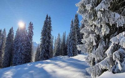 shutterstock_2690315705-2