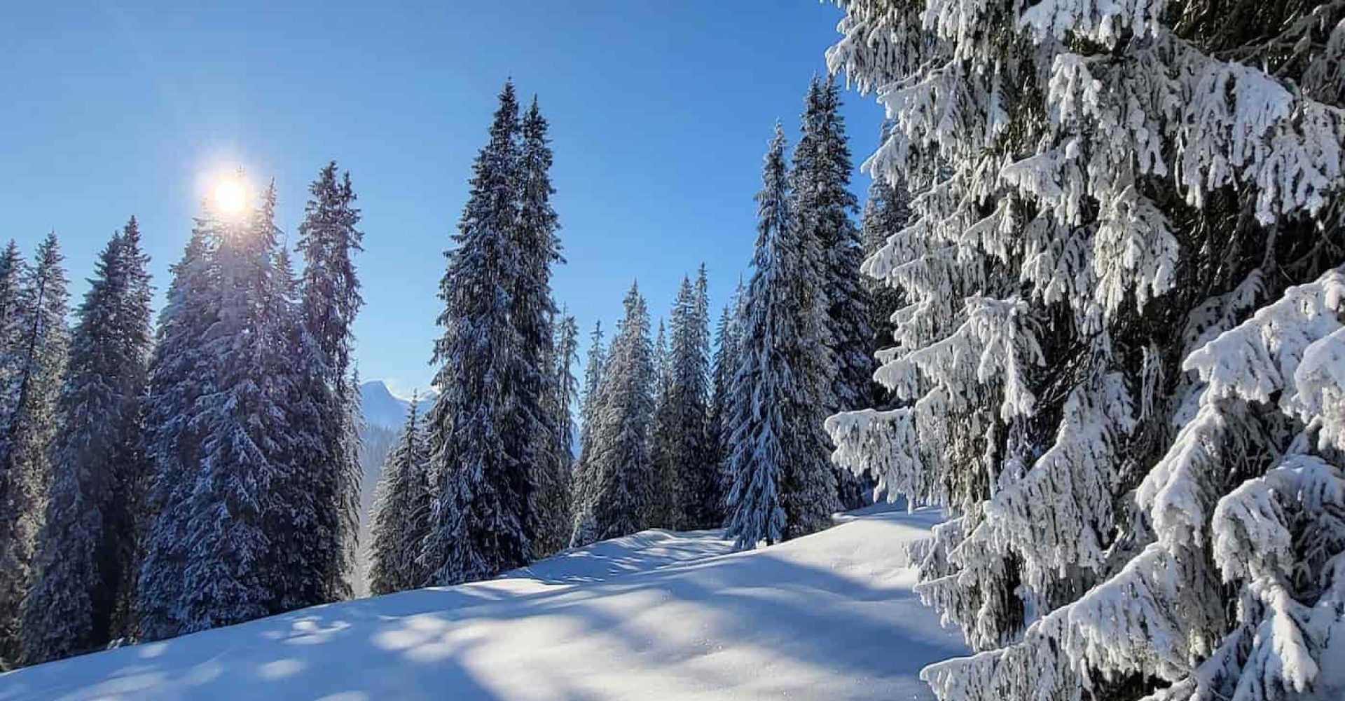 shutterstock_2690315705-2