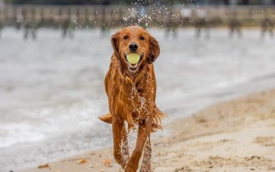 shutterstock_2720549721-2