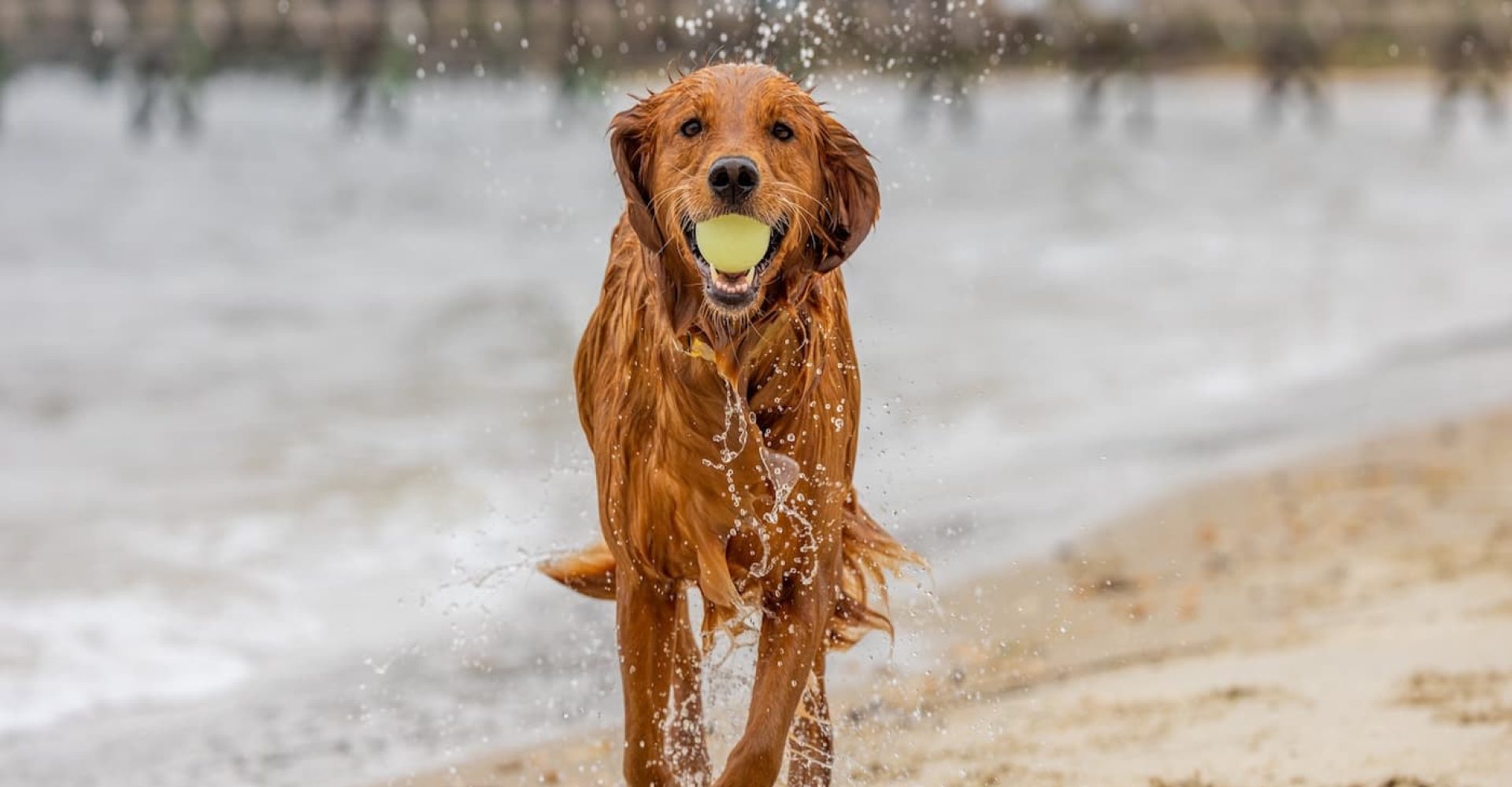 shutterstock_2720549721-2